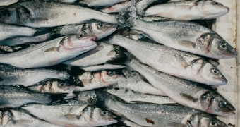 Is there something fishy at Royal Caribbean's Casino Royale?